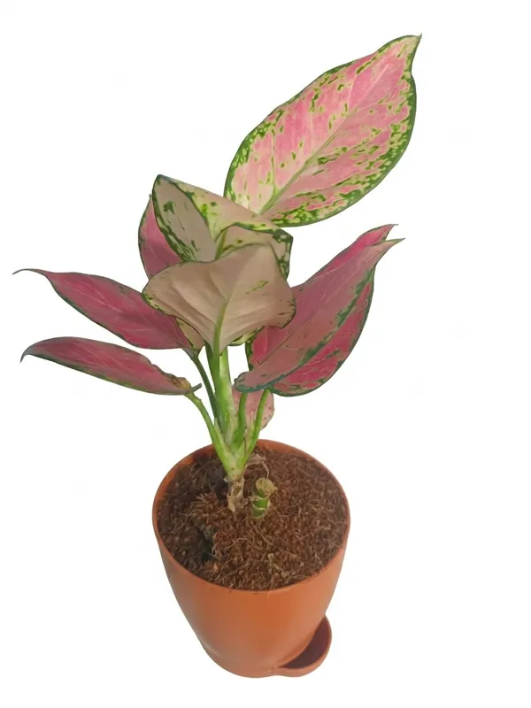 Aglaonema_Pink_Yds