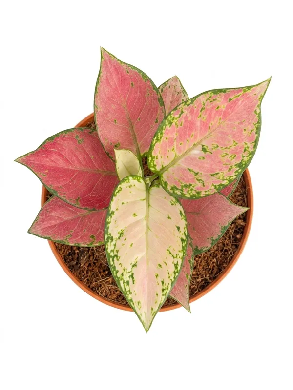 Aglaonema_Pink_Yds