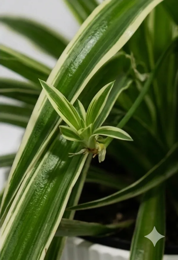 Chlorophytum_Spider_IBs