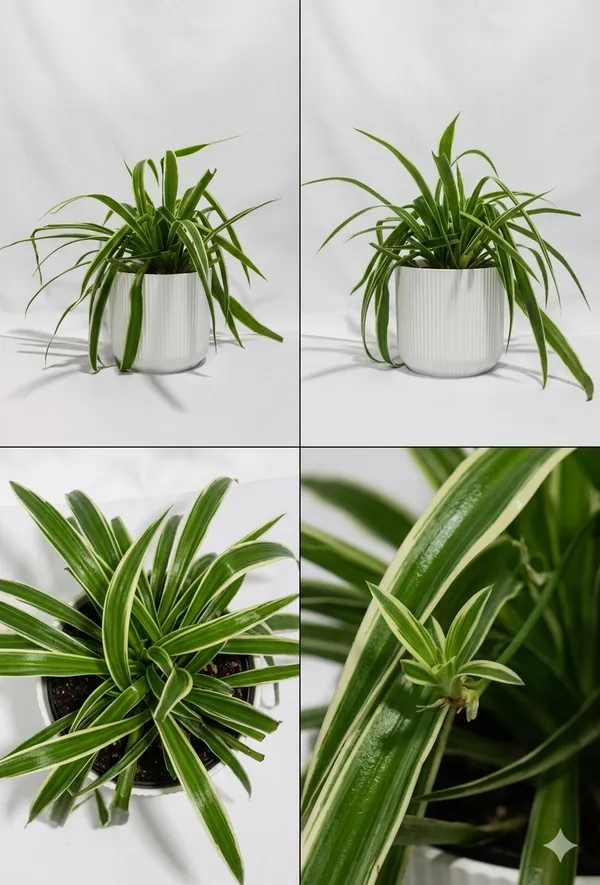 Chlorophytum_Spider_IBs
