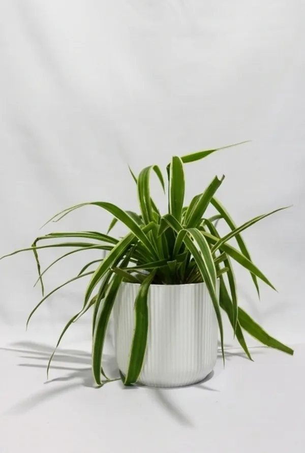 Chlorophytum_Spider_IBs