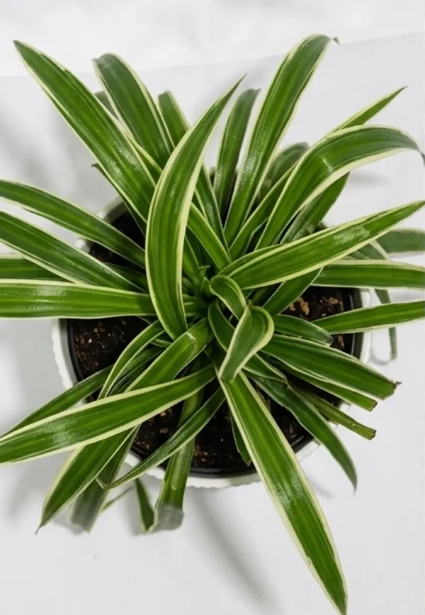 Chlorophytum_Spider_IBs
