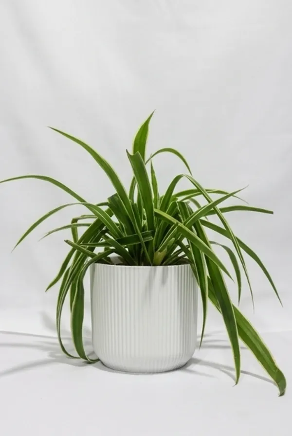 Chlorophytum_Spider_IBs