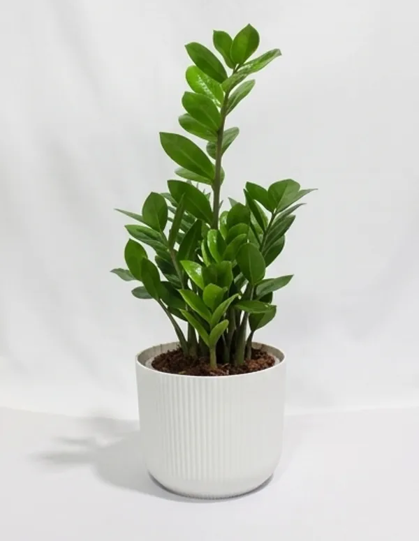 ZZ_Plant_Green_IBs