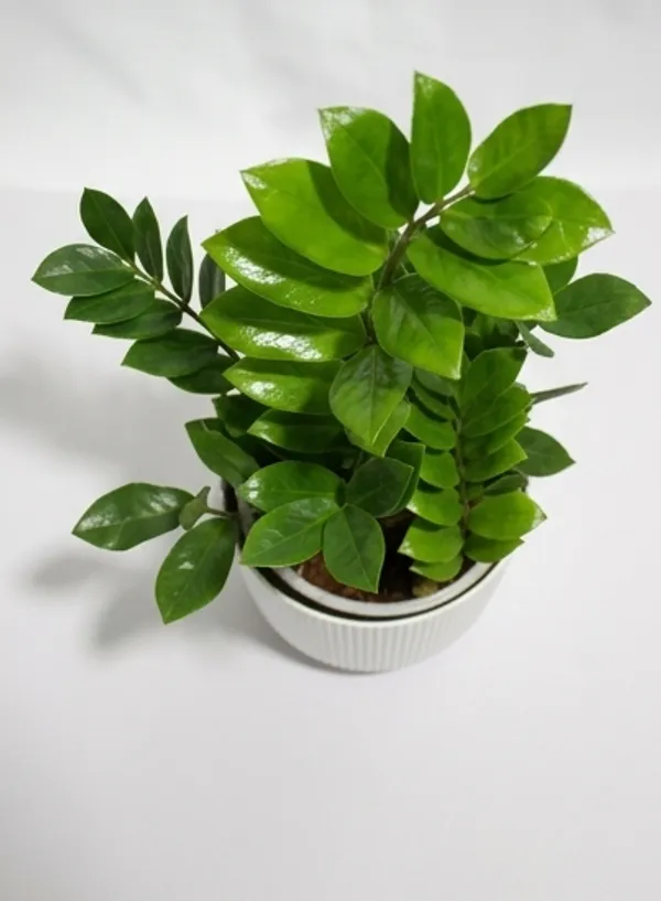 ZZ_Plant_Green_IBs