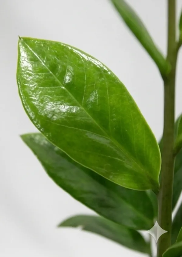 ZZ_Plant_Green_IBs