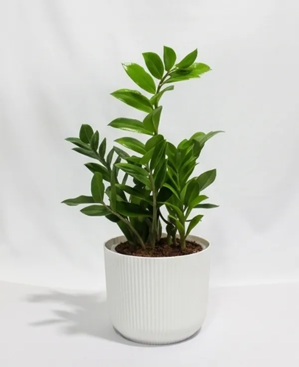 ZZ_Plant_Green_IBs