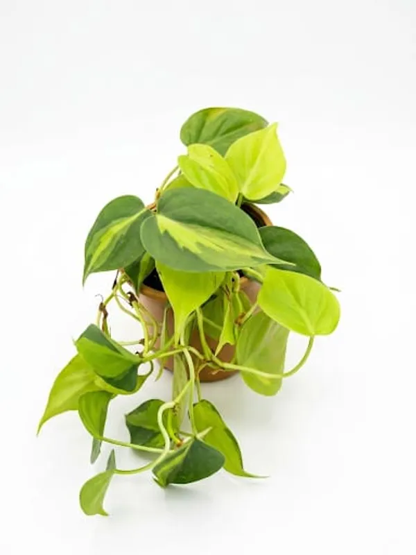 Variegated_Oxycardium_Plant