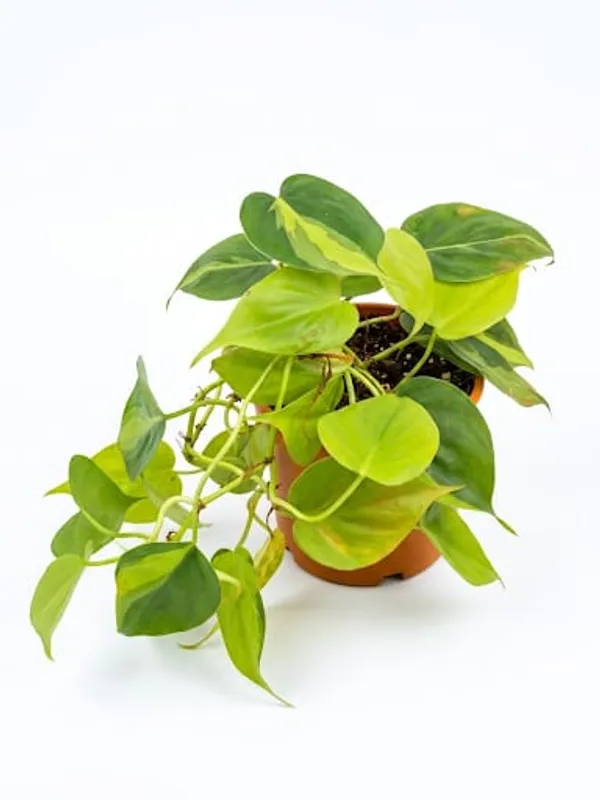 Variegated_Oxycardium_Plant