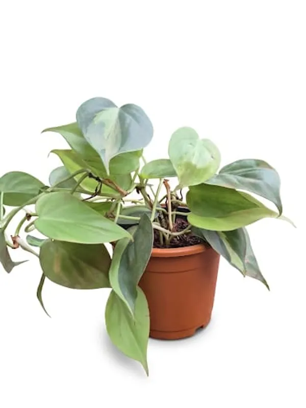 Variegated_Oxycardium_Plant