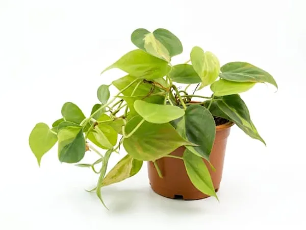 Variegated_Oxycardium_Plant