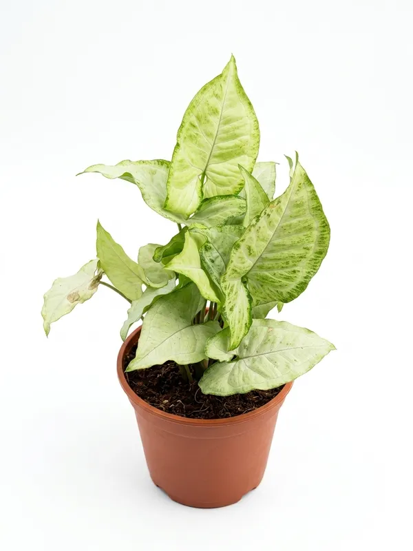 White_Synghoninum_Plant