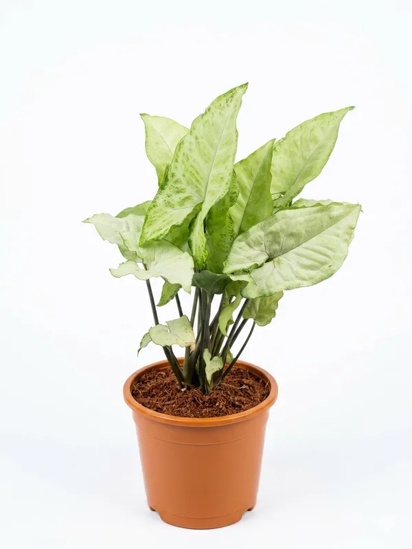 White_Synghoninum_Plant