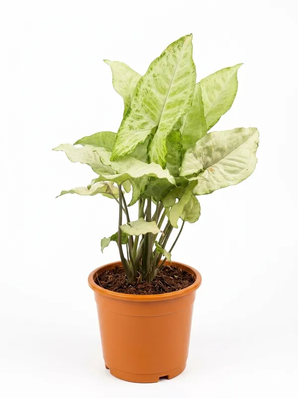 White_Synghoninum_Plant