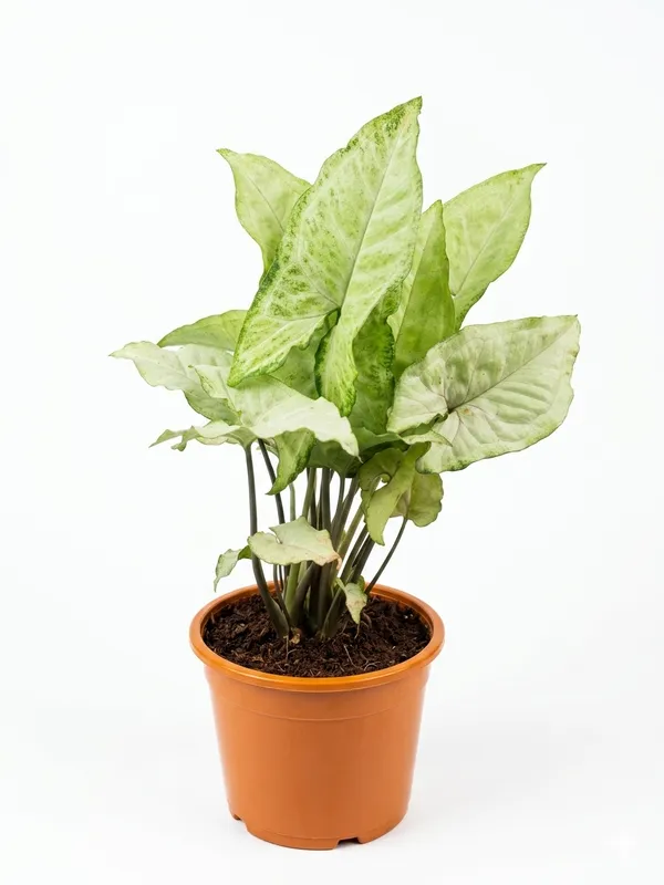 White_Synghoninum_Plant