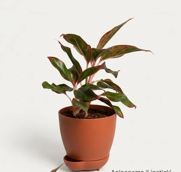 Aglaonema_Lipstick_YDs