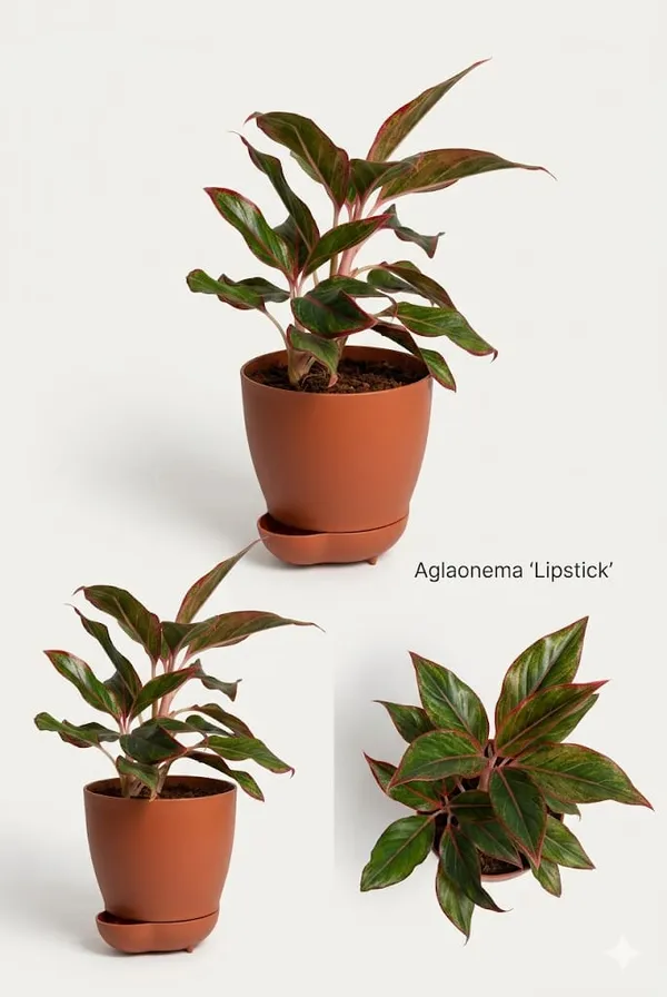 Aglaonema_Lipstick_YDs