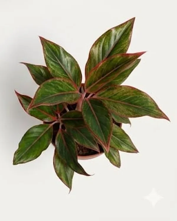 Aglaonema_Lipstick_YDs