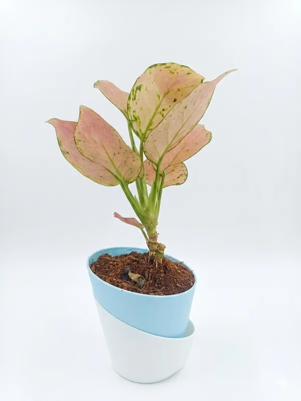 Aglaonema_Pink_Ats
