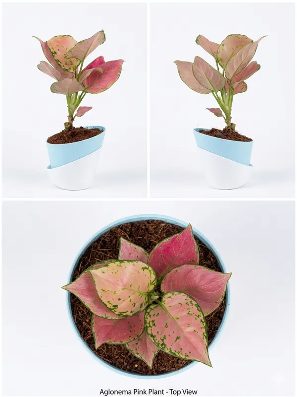 Aglaonema_Pink_Ats