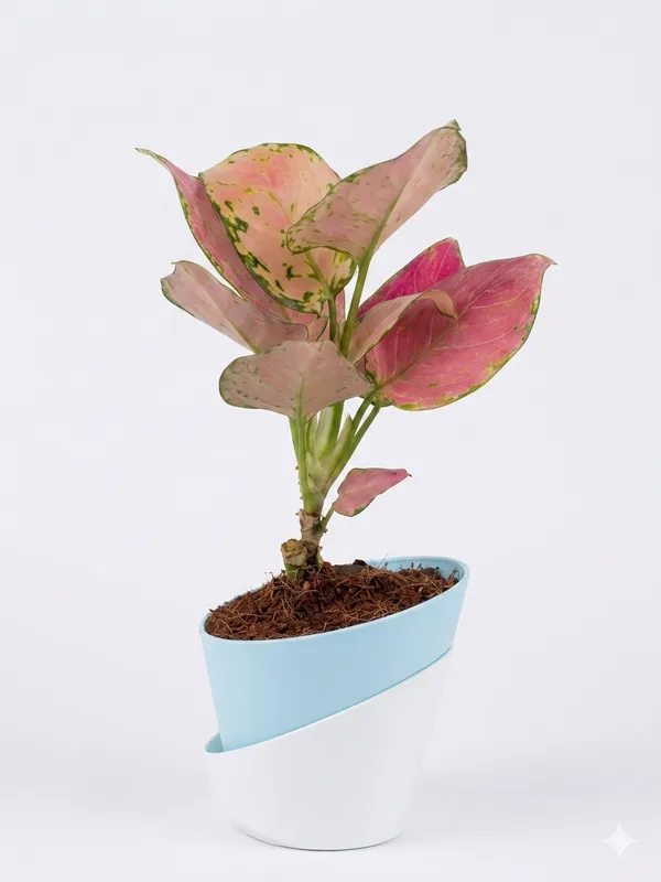 Aglaonema_Pink_Ats