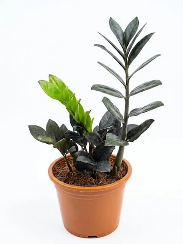 ZZ_Black_Plant