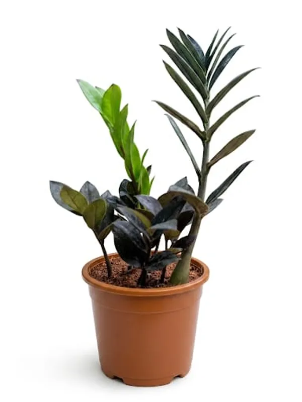 ZZ_Black_Plant