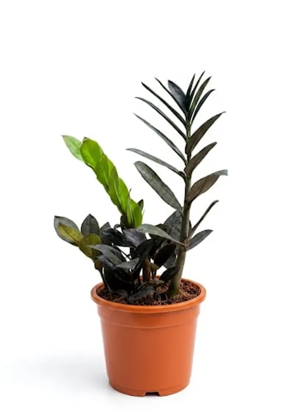 ZZ_Black_Plant