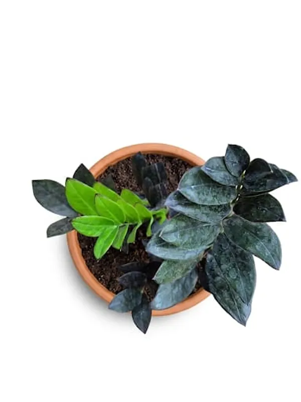 ZZ_Black_Plant