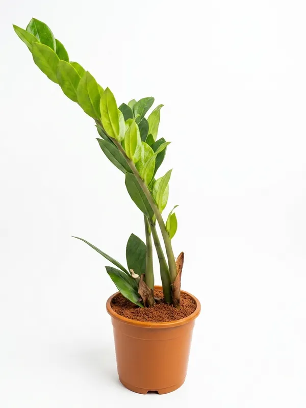 ZZ_Green_Plant