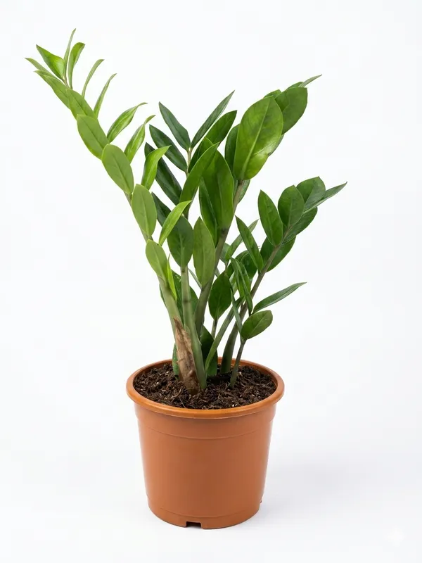 ZZ_Green_Plant