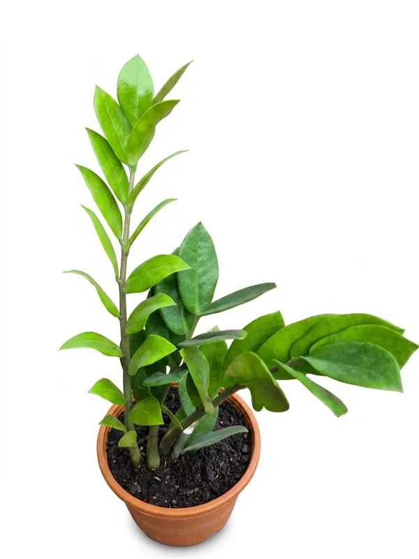 ZZ_Green_Plant