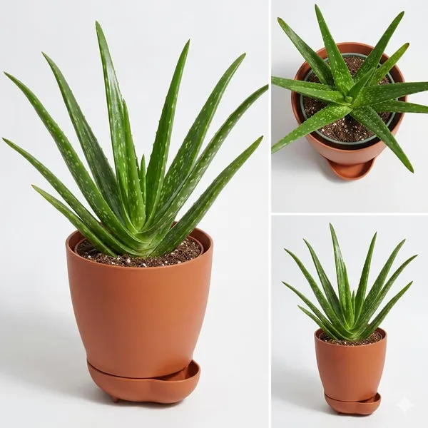Aloe_Vera_Plant_YDs