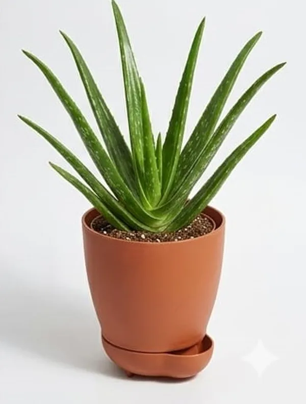 Aloe_Vera_Plant_YDs