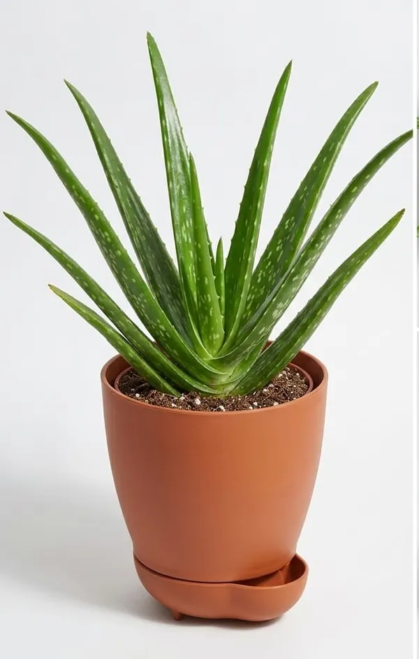 Aloe_Vera_Plant_YDs