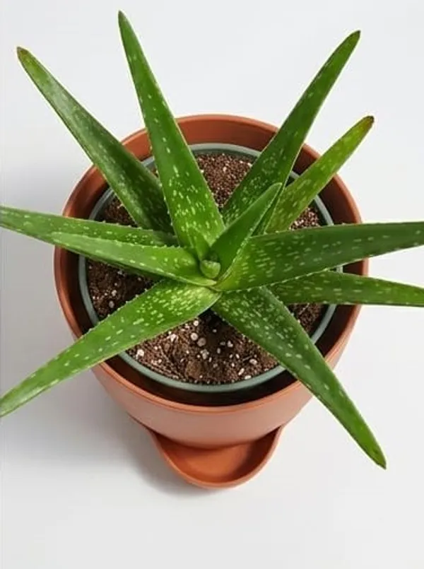 Aloe_Vera_Plant_YDs