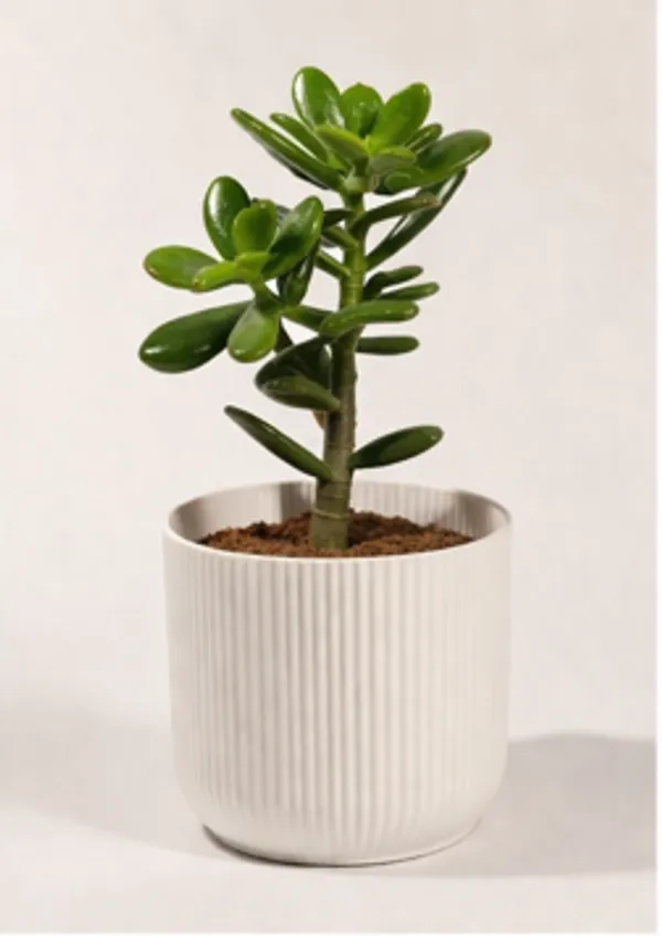 Crassula_Ovata_IBs