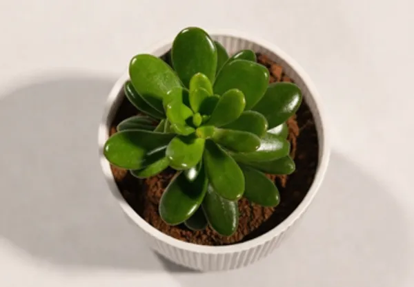 Crassula_Ovata_IBs