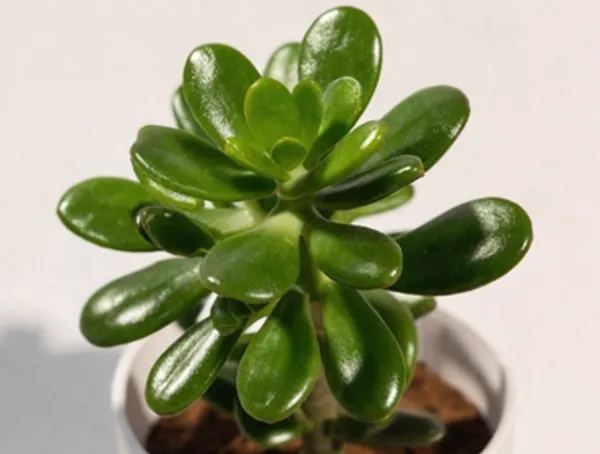 Crassula_Ovata_IBs