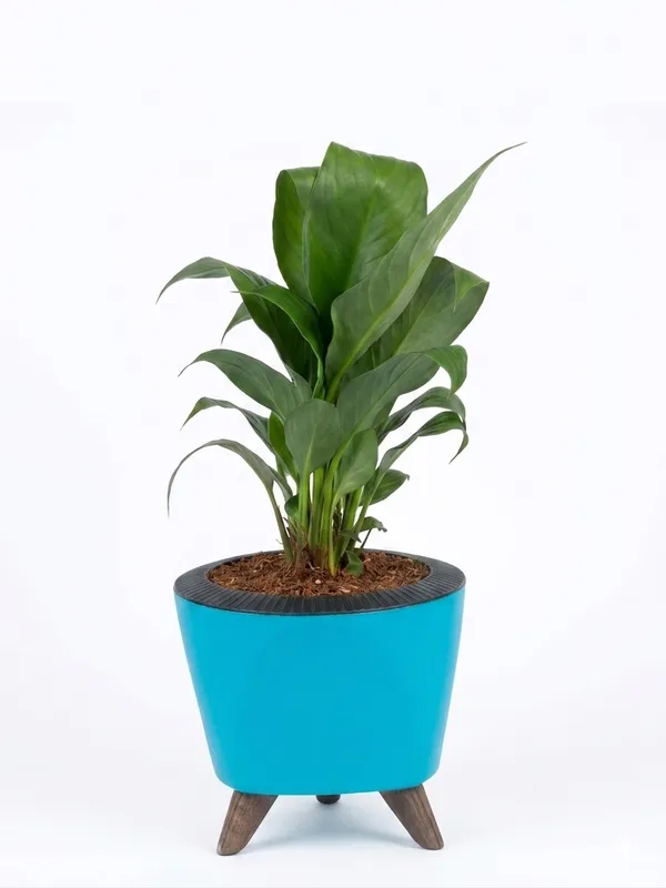 Peace_Lily_LGs