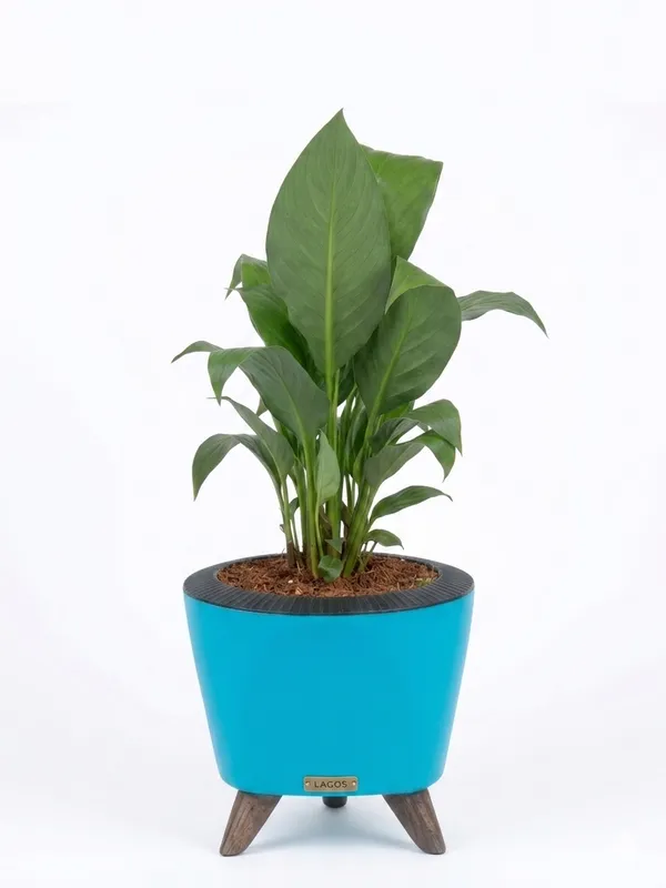 Peace_Lily_LGs