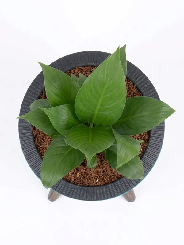 Peace_Lily_LGs