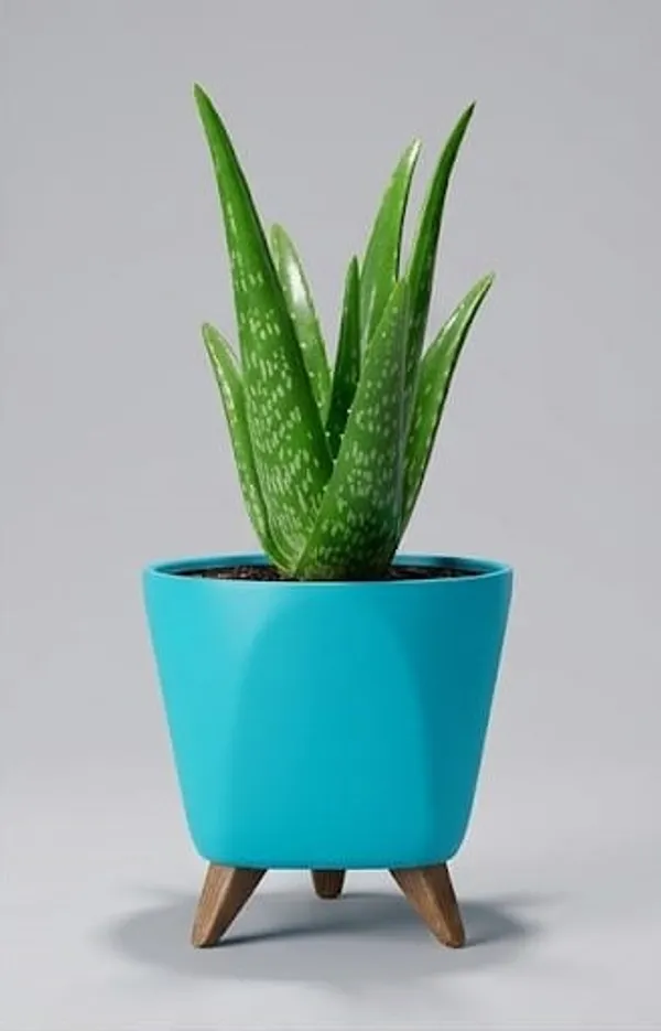 Aloe_Vera_Plant_LGs