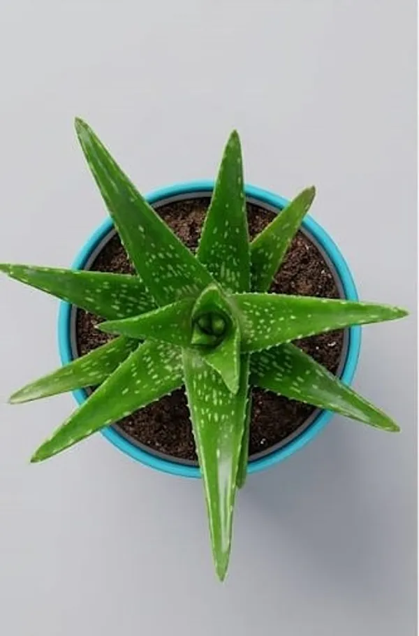 Aloe_Vera_Plant_LGs
