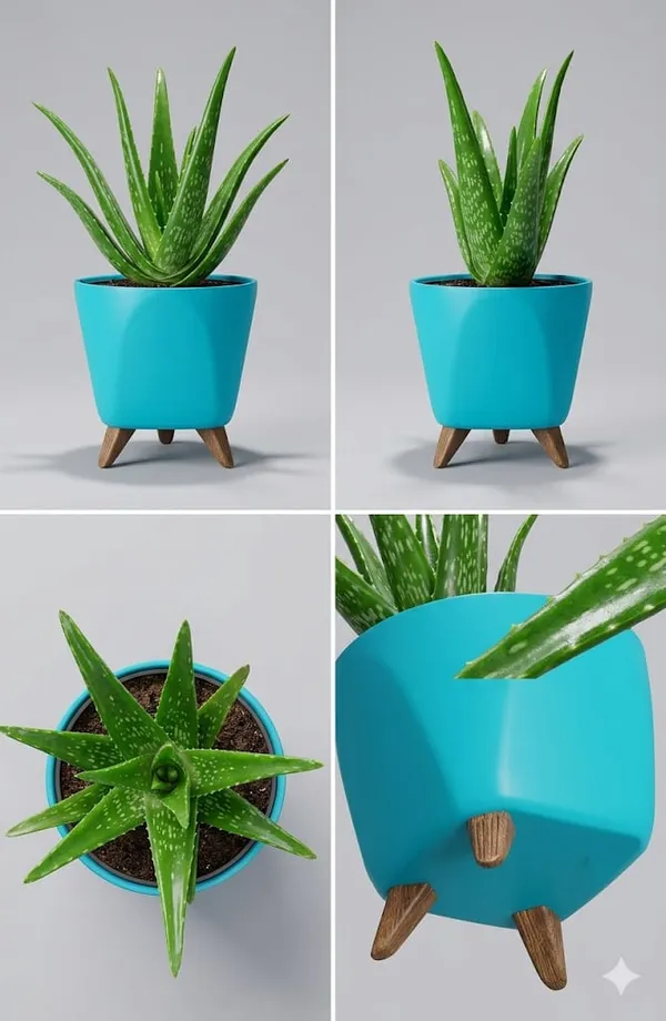 Aloe_Vera_Plant_LGs