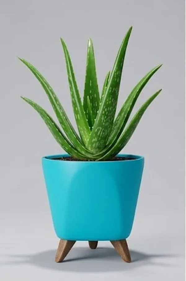 Aloe_Vera_Plant_LGs