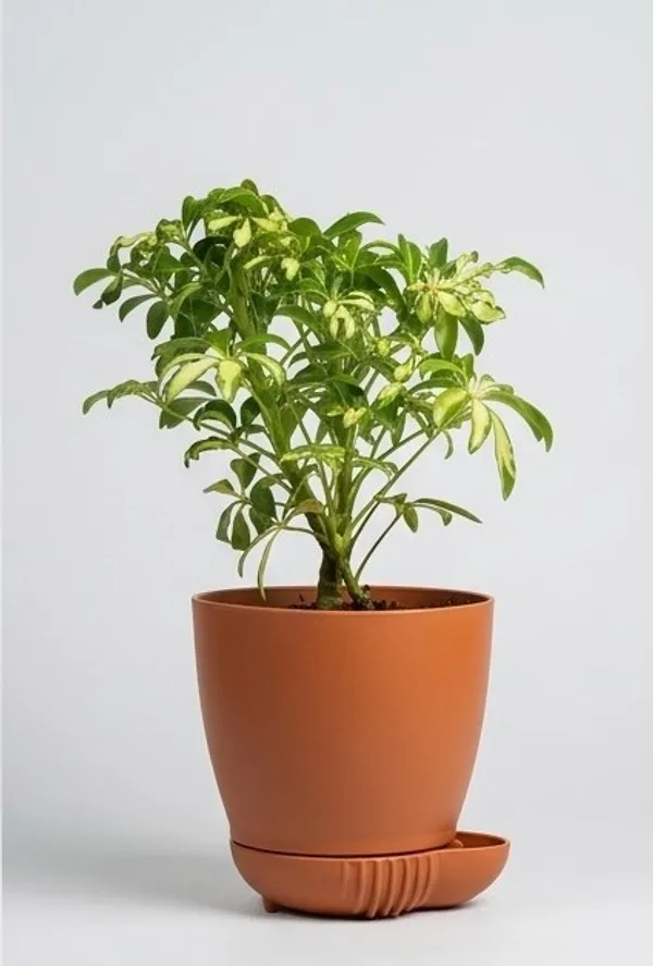 Saplera_Dwarf_Mini_YDs
