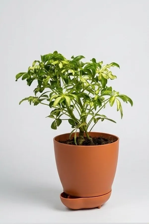 Saplera_Dwarf_Mini_YDs