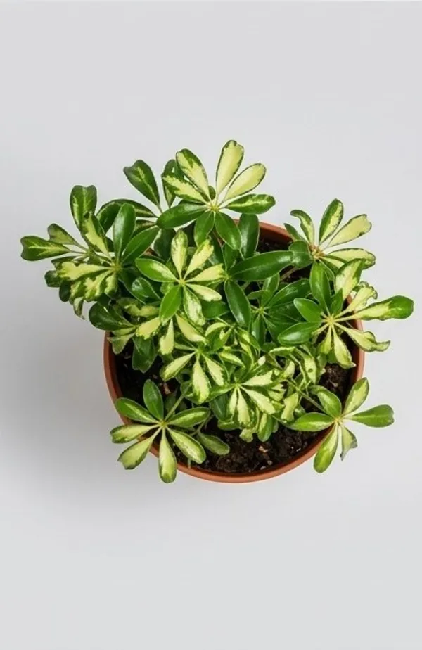 Saplera_Dwarf_Mini_YDs