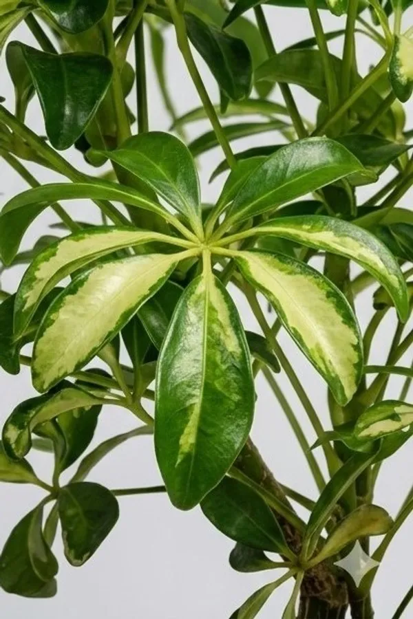 Saplera_Dwarf_Mini_YDs